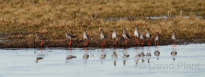 Redshanks - A.jpg - Redshanks - Slimbridge